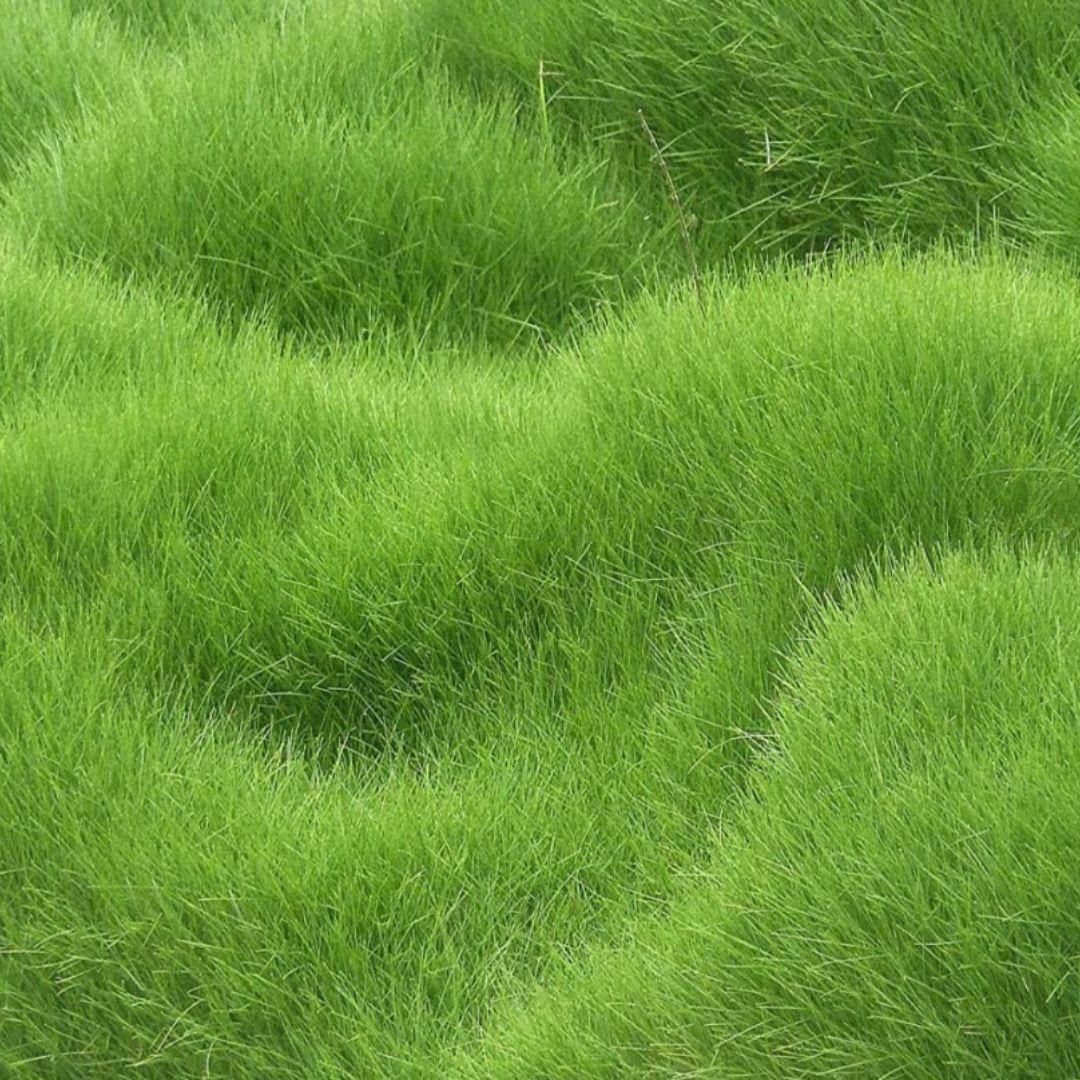 Grass Seeds Hybrid Best For Your Beautiful Home Gardening Pack of 1 (100 seeds)