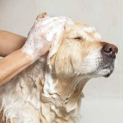 Anti-Itch Dog Shampoo|Ditch to Itch