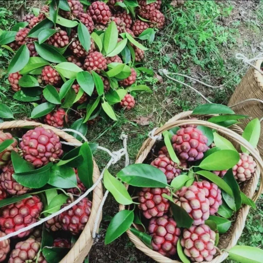 Devil Fruit Seeds