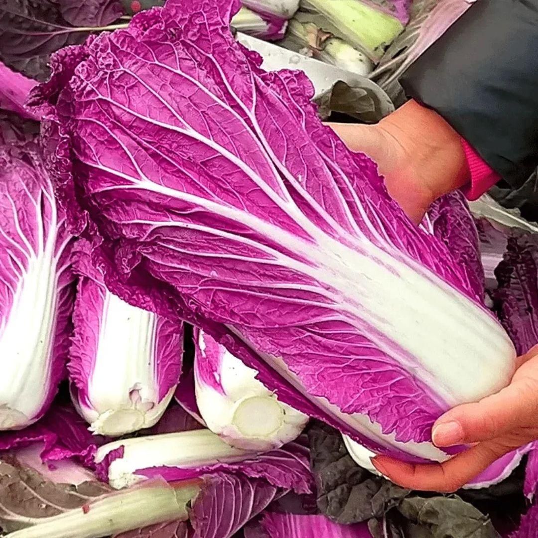 Purple Cabbage Seeds