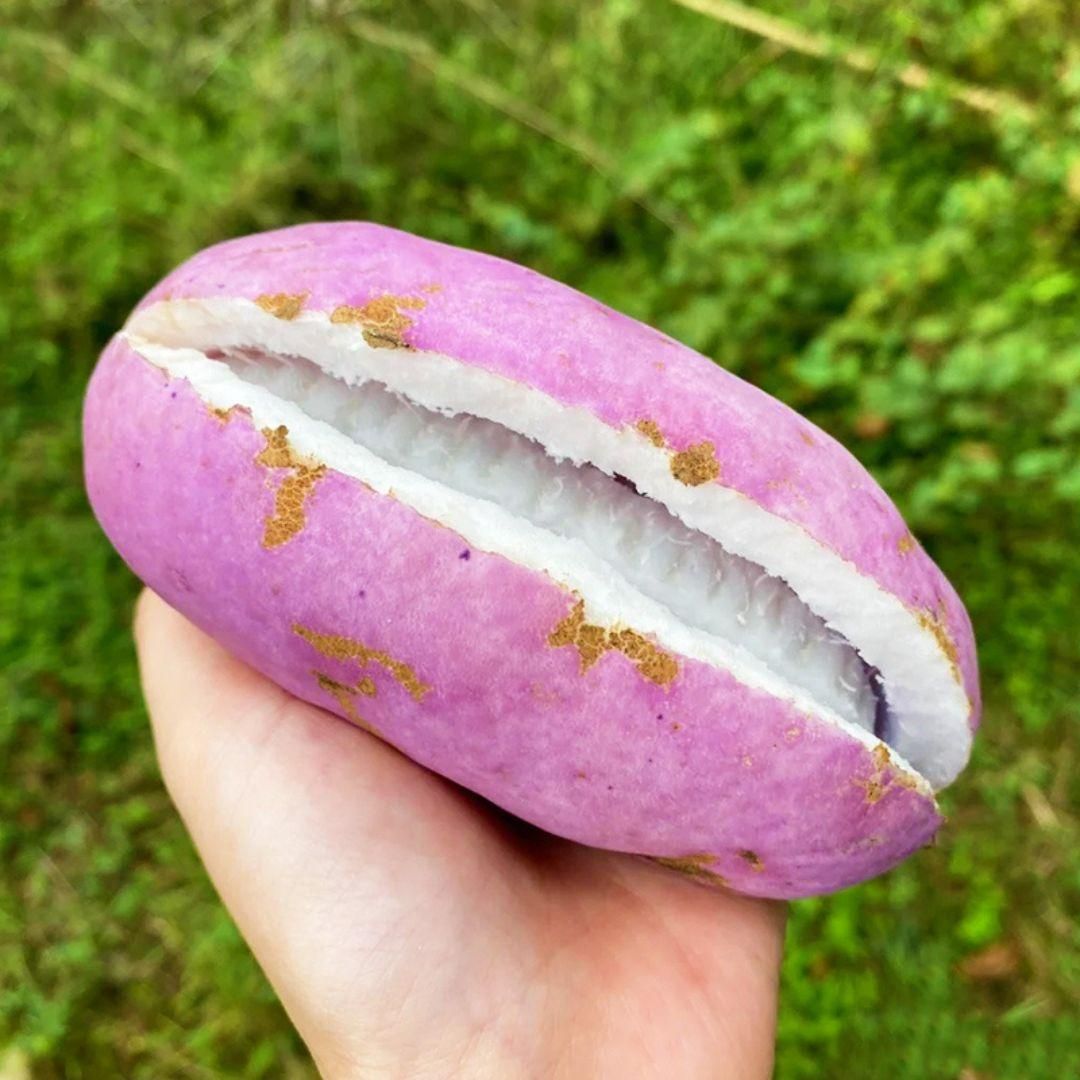 August Melon Seeds
